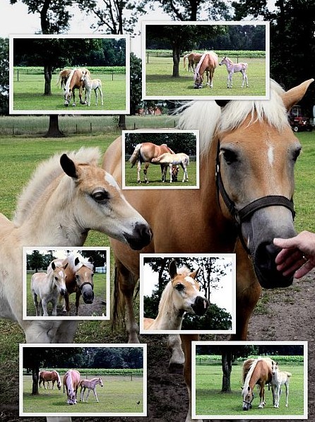 Haflingerstal Honesch