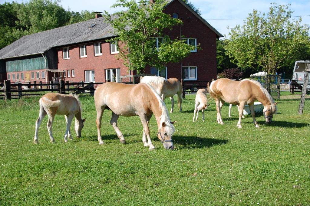 Haflingerzucht Heinrich Bispinghoff